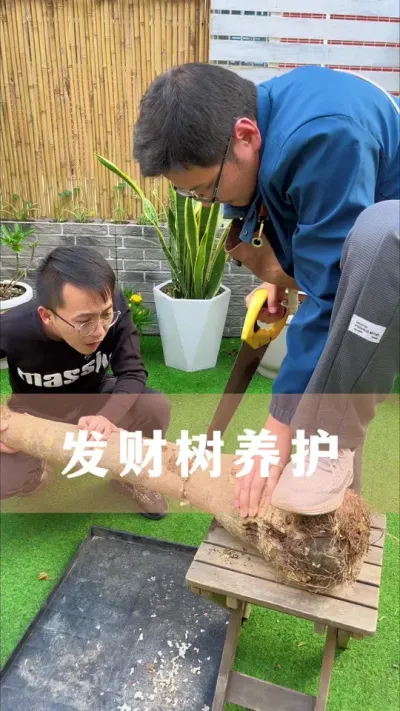 发财树养护#发财树 #花卉绿植 #养花小知识 #分享养花经验