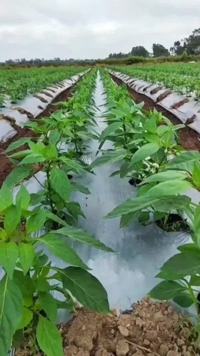 辣椒最喜欢的一样东西#农业种植技术 #辣椒种植技术 #三农