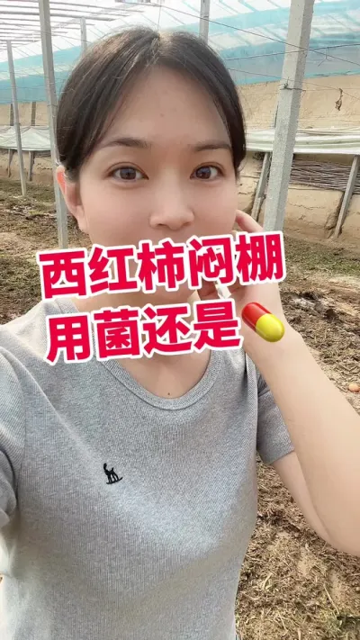 #闷棚#西红柿种植#西红柿大棚#番茄种植 闷棚酶➕菌 橱窗下单吧 @抖音小助手