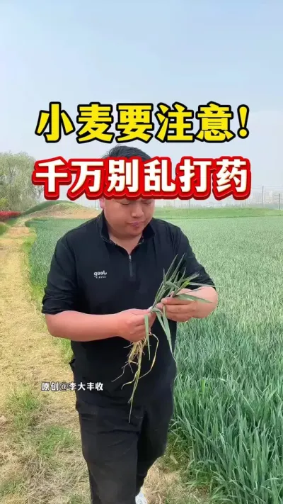 小麦要注意！千万别乱打药！ #小麦种植 #种植小技巧 #传播农业小知识 #小麦膨大剂