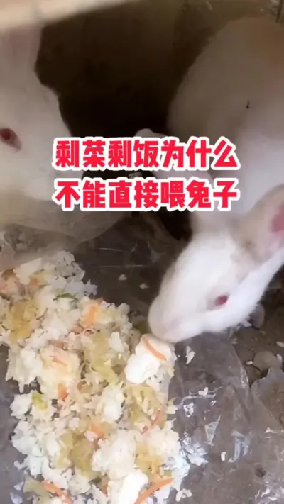剩菜剩饭为什么，不能直接喂兔子 #抖音三农#养兔#养殖