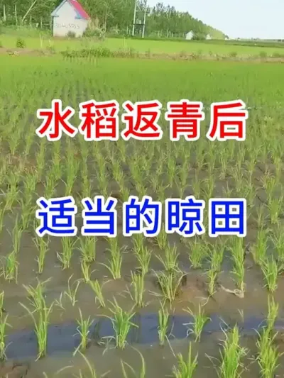 水稻返青后，适当的晾田 #农业种植  #分享农业知识帮农产增收  #农业种植小技巧  #三农  #水稻种植