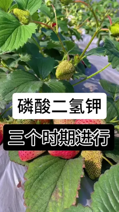 磷酸二氢钾三个时期进行#草莓种植管理技术和方法 #草莓种植 #分享农业知识帮农民增产增收 #草莓种植方法 #草莓种植基地