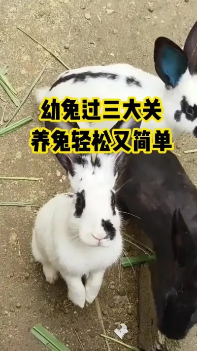 幼兔过三大关，养兔轻松又简单#三农#养殖#养兔