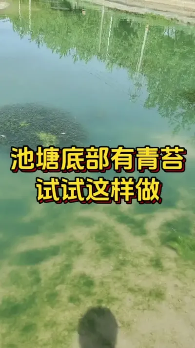 池塘底部有青苔，试试这样做#水产人 #养虾人 #对虾养殖 #嘉骏集团#嘉骏新水产