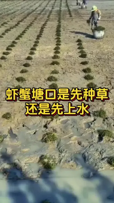 虾蟹塘口是先种草，还是先上水#水产人 #水产养殖 #养虾人 #嘉骏新水产 #嘉骏集团