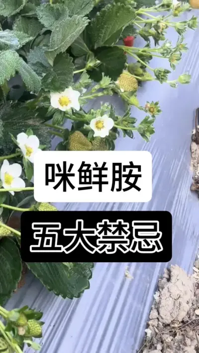 咪鲜胺五大禁忌#草莓种植管理技术和方法