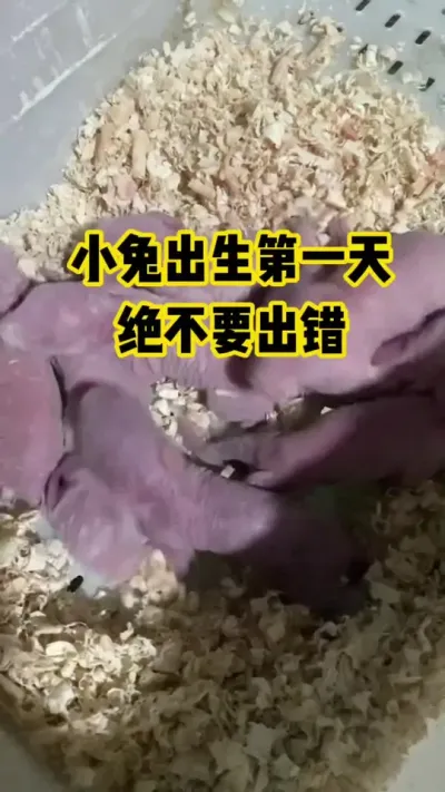 小兔出生第一天，绝不能出错#抖音三农#养殖#养兔