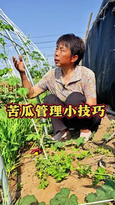 上架苦瓜怎么管理#苦瓜 #三农 #蔬菜杨大姐 #种植小技巧 #苦瓜管理 @抖音创作小助手 @DOU+小助手 @DOU+上热门