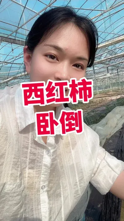 #西红柿卧倒#西红柿种植#大棚种植#记录我的种植生活 点个关注 互相学习#卧倒@抖音小助手
