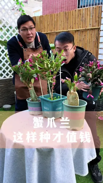 蟹爪兰这样嫁接，价值翻几倍#蟹爪兰 #花卉绿植 #养花小知识 #分享养花经验