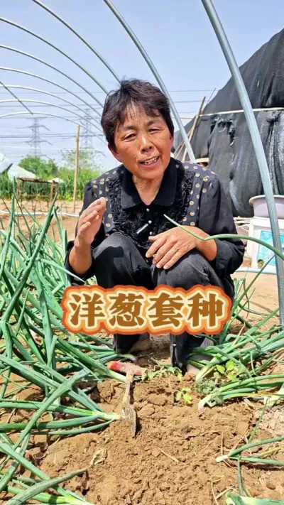 洋葱地里套种蔬菜，省地方#三农流量扶持计划 #套种 #三农 #蔬菜杨大姐 #三农 @DOU+上热门 @DOU+小助手 @抖音创作小助手