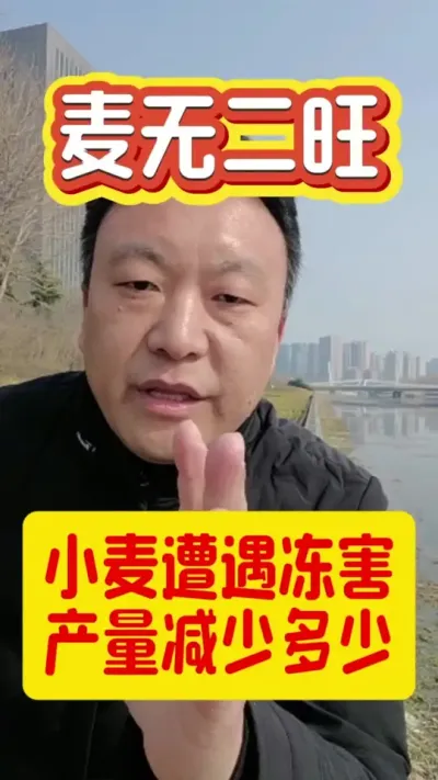 今年小麦有冻害了怎么办？#小麦冻害 #小麦年后管理 #倒春寒