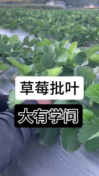 草莓批叶大有学问#草莓种植管理技术和方法 #草莓种植 #草莓种植基地 #服务三农支持三农 #草莓种植方法