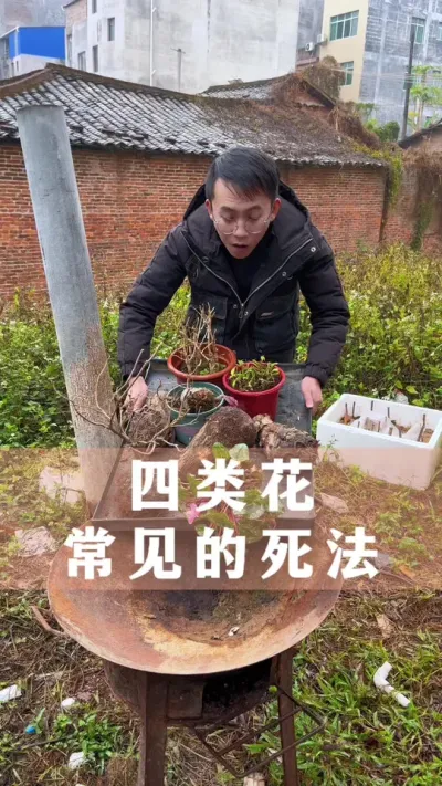 四类花常见的死法#花卉绿植 #养花小知识 #爱生活爱养花