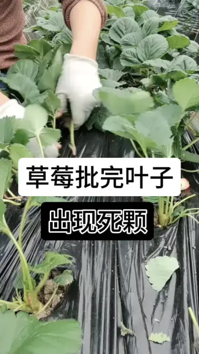 草莓批完叶子出现死颗#草莓种植管理技术和方法 #草莓种植 #草莓种植方法