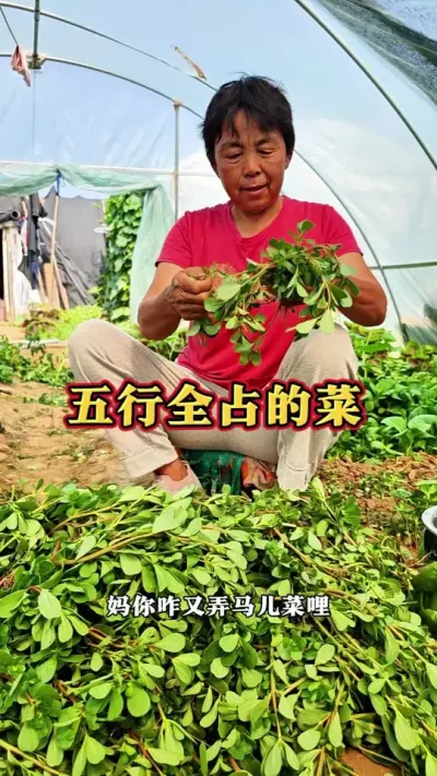 你们那边把这个菜叫什么呢#三农 #马齿苋 #蔬菜杨大姐 @DOU+上热门 @抖音创作小助手 @DOU+小助手