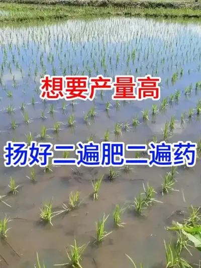 想要产量高，扬好二遍肥二遍药 #水稻种植 #三农 #服务三农支持三农 #农业 #农民