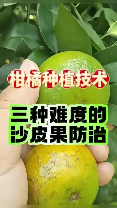 #dou上热门 柑橘沙皮病反复治不好？3 个等级果园防治绝招，看完直接抄作业！ #柑橘种植 #沙皮病 #农业种植 #果树管理
