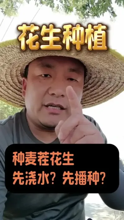 种麦茬花生是先浇水还是先播种？#花生种植管理技术 #花生浇水