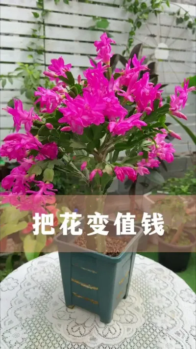 这样养出来的花，身价翻倍#花卉绿植 #养花小知识 #爱生活爱养花 #分享养花经验