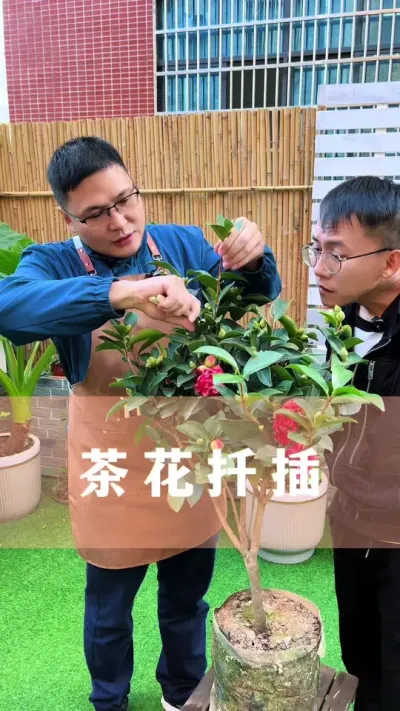 茶花扦插#茶花 #花卉绿植 #养花小知识