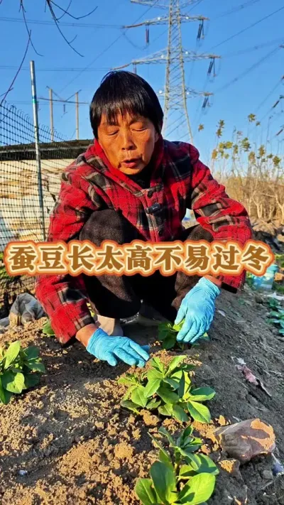 蚕豆长高了不易过冬，这个时候可以把顶掐了，不让长太高，让它发侧枝！#豌豆 #蚕豆 #蚕豆种植方法 #三农 #豌豆尖 @DOU+上热门 @抖音创作小助手 @DOU+小助手