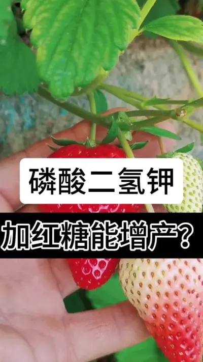 磷酸二氢钾加红糖能增产#分享农业知识帮农民增产增收 #支持三农扶持三农发展 #分享农业知识帮农民增产增收