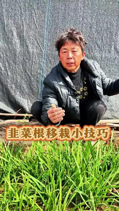 韭菜根怎样移栽才能长得好呢？您的栽对了吗？#三农 #种植小技巧 #韭菜 #韭菜种植 #蔬菜杨大姐 @DOU+小助手 @DOU+上热门 @抖音创作小助手