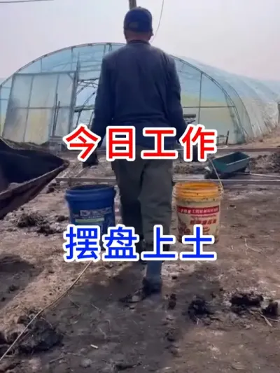 今日工作，摆盘上土 #记录我的劳动生活  #水稻种植技术  #分享农业知识帮农民增产 #农业种植 #三农故事