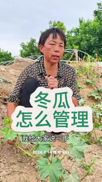 冬瓜管理小技巧#冬瓜 #三农 #种植小技巧 #蔬菜杨大姐 #蔬菜种植 @DOU+上热门 @抖音创作小助手 @DOU+小助手