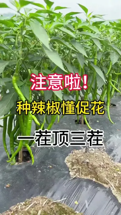 注意了！种辣椒懂促花，一茬顶三茬 #三农 #辣椒种植 #农业种植技术