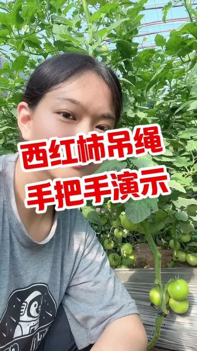 #西红柿种植 #大棚种植#记录我的种植生活  #吊绳 点个关注 互相学习@抖音小助手