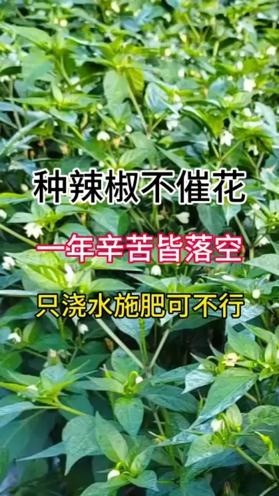 种辣椒不催花，一年辛苦皆落空，只浇水施肥可不行 #三农 #辣椒种植 #农业种植