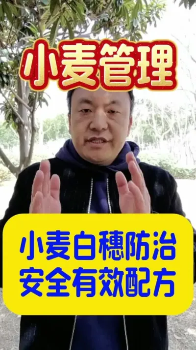 小麦白穗防冻方法。#病虫害防治 #小麦年后管理 #助力三农