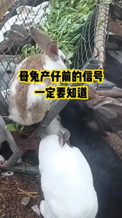 母兔产仔前的信号，一定要知道#抖音三农#养殖#养兔