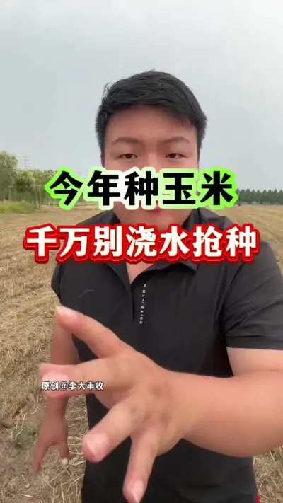 今年种玉米，千万别浇水抢种！ #玉米种植 #玉米播种 #种植小技巧