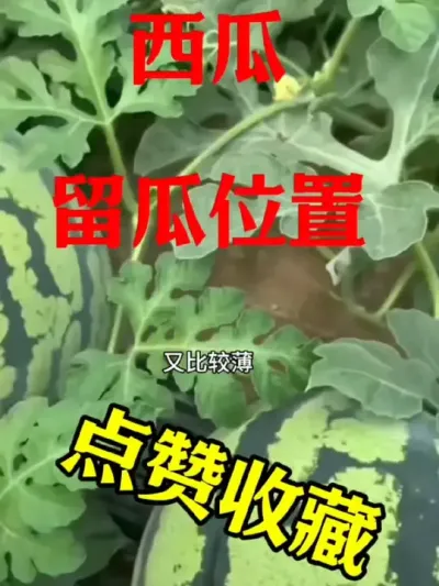 #抖音助农扶农 #农业种植 #种植小技巧