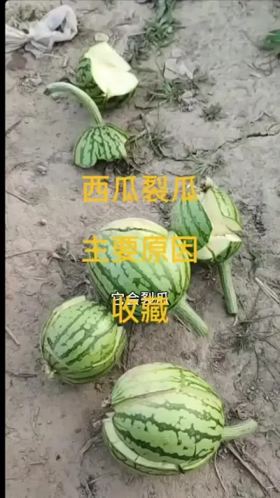 #抖音助农 #农业种植 #种植小技巧