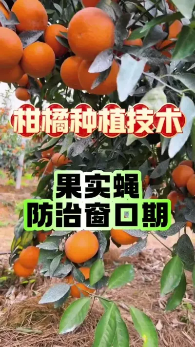 #dou上热门 果蝇防治两大黄金期错过就亏！#柑橘种植 #增产增收才是硬道理 #沃柑 #心系三农服务三农