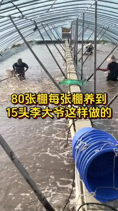 80张棚每张棚都养到15头，李大爷这样做到的#水产人 #养虾人 #水产养殖 #嘉骏新水产 #南美白对虾