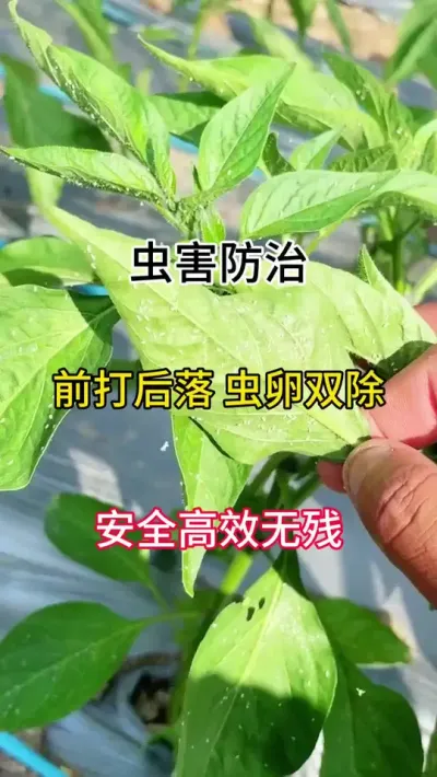 虫害防治，前打后落，虫卵双除，高效无残留 #三农 #辣椒种植 #病虫害防治