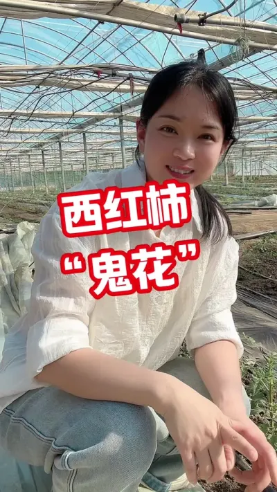 #西红柿种植#记录我的种植生活 #大棚种植 关注我 互相学习吧@抖音小助手