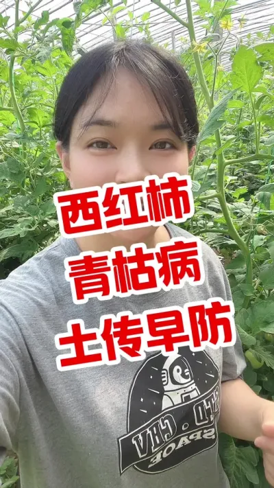 #西红柿种植#青枯病#大棚种植 点个关注 互相学习吧 @抖音小助手