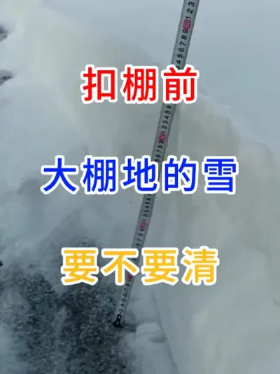 扣棚前，大棚地的雪要不要清？ #大棚种植  #种植小技巧  #现代农业技术 #三农 #农业大棚