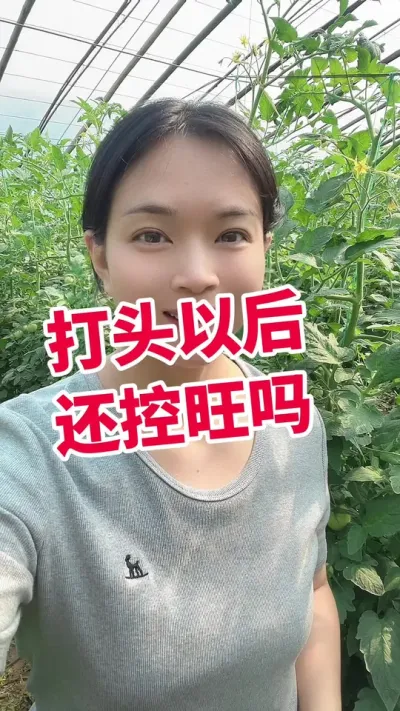 #西红柿种植#大棚种植#控旺#膨果 点个关注吧@抖音小助手