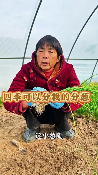 一年四季可以分栽的分葱你种过吗？#种小葱方法 #在家怎么种小葱 #种植葱的正确方法 #三农 #关注我一起学种菜 @DOU+上热门 @抖音创作小助手 @DOU+小助手