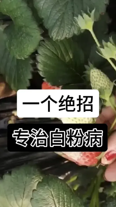 一个绝招专治白粉病#草莓种植管理技术和方法 #草莓种植方法 #草莓种植 #草莓种植基地