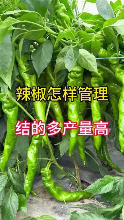 辣椒怎样管理？结的多产量高  #三农 #农业种植 #辣椒种植
