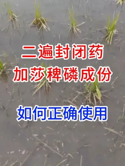 二遍封闭药加莎稗磷成份如何正确使用？ #病虫害技术推广   #水稻虫害防治   #水稻病虫害防治  #农业种植技术